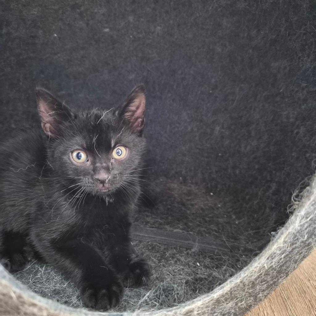 Lieve zwarte kitten met 1 wit vlekje, Dieren en Toebehoren, Katten en Kittens | Overige Katten, Poes, Kortharig, 0 tot 2 jaar
