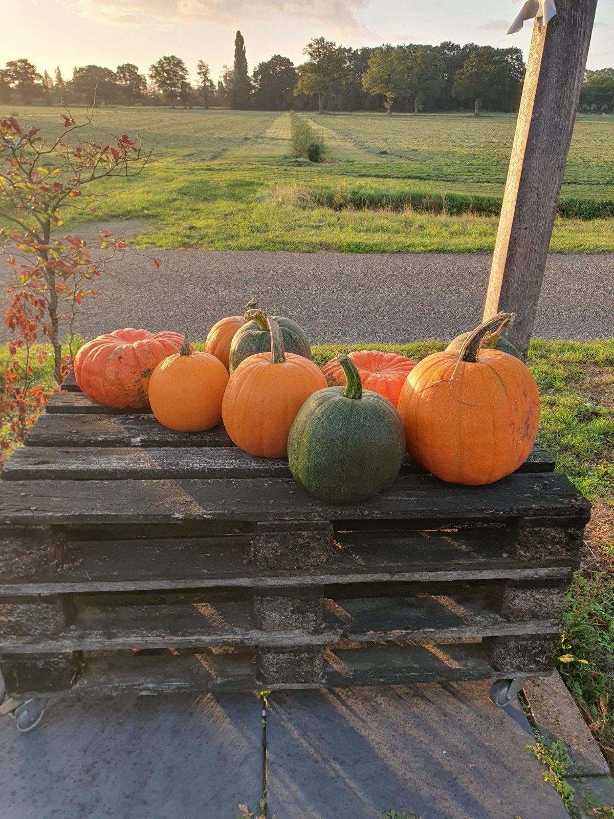 Pompoenen, Ophalen, Nieuw