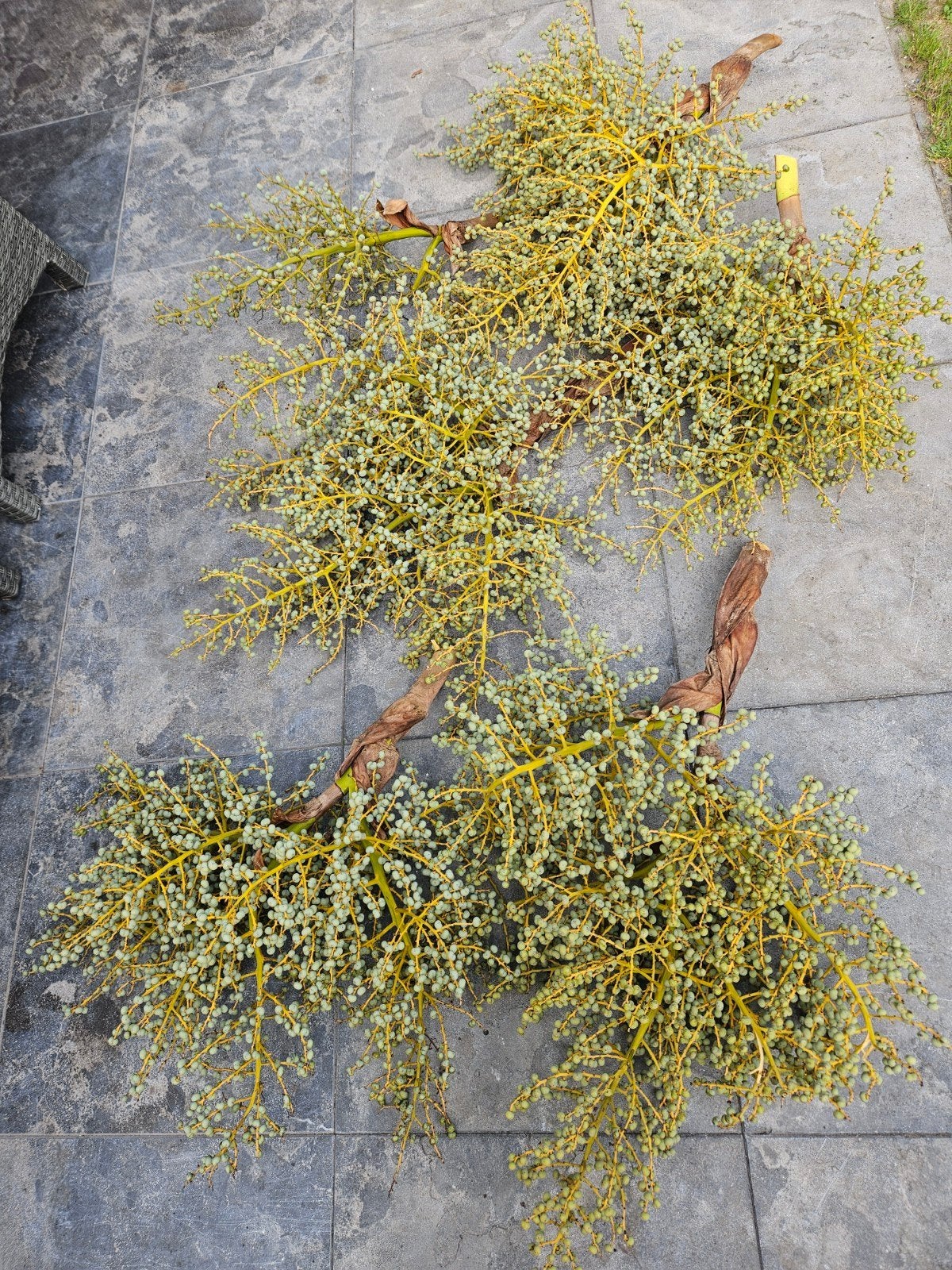 Decoratieve dadeltakken voor tafel of schaal, Ophalen, Groen, Natuurlijk materiaal, Landelijk