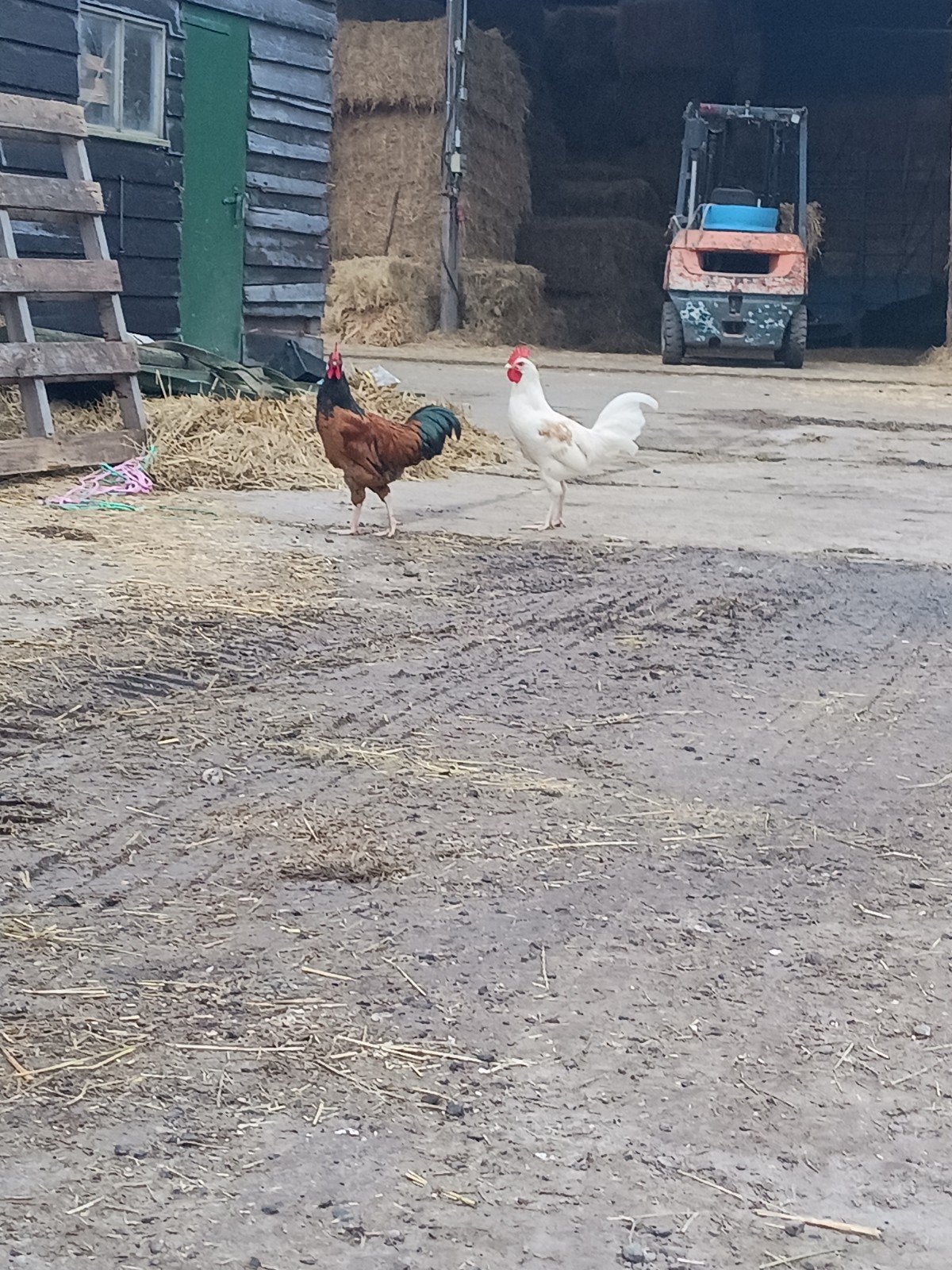vorwerk en een kruising haantjes, Mannelijk, Kip