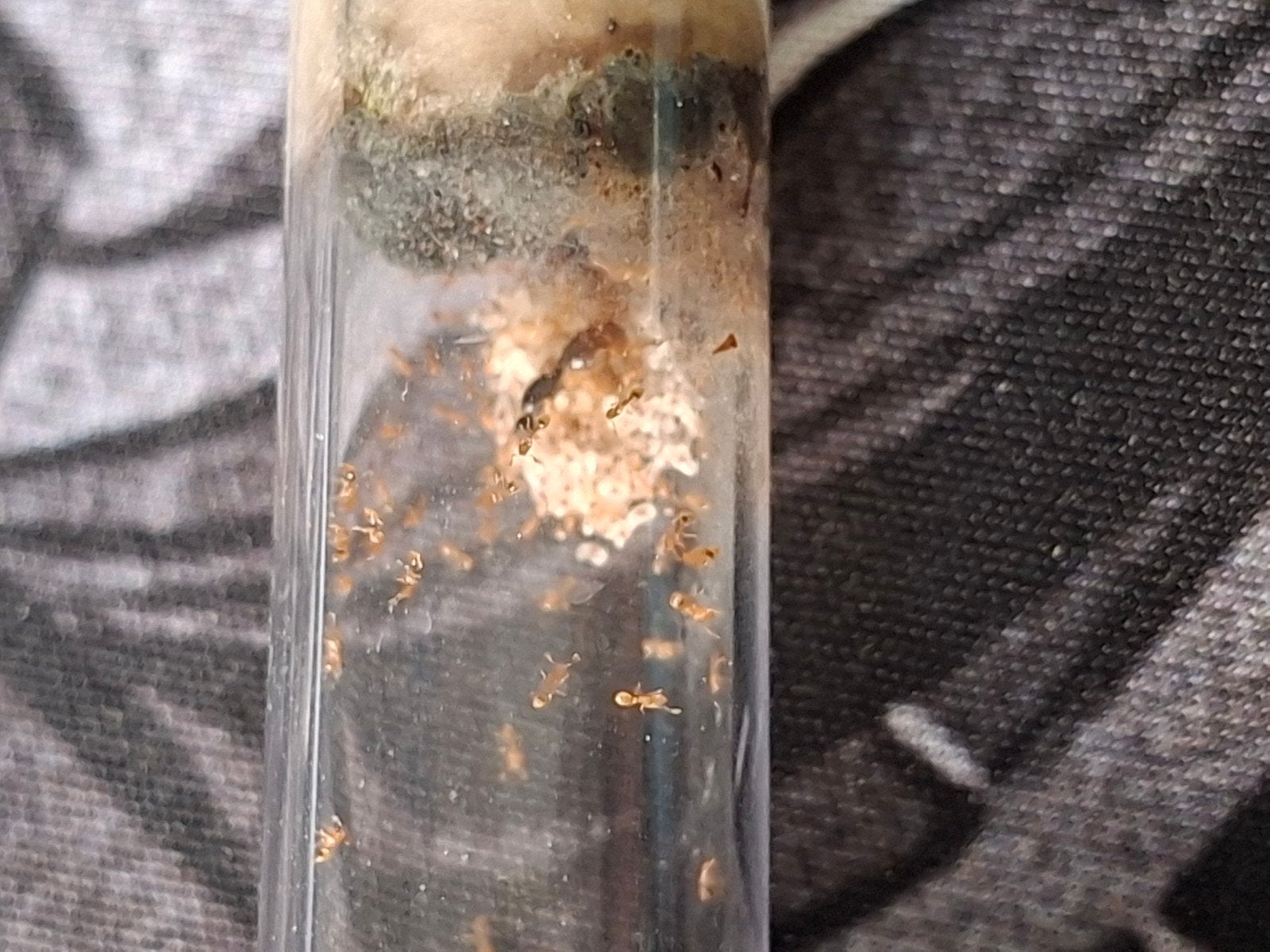 Solenopsis Fugax | 20-30 Werksters | Queen | Ants, Dieren en Toebehoren, Mieren