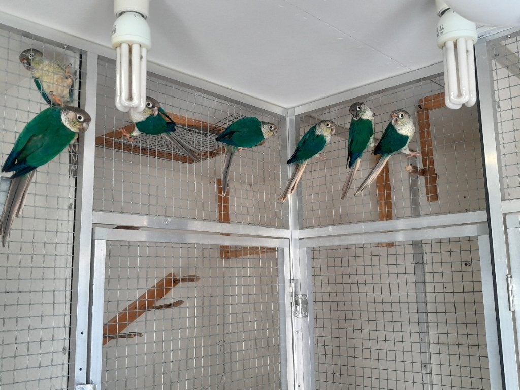 3 jonge pyrrhura's. Turquoise violet opaline, Meerdere dieren, Parkiet, Geringd