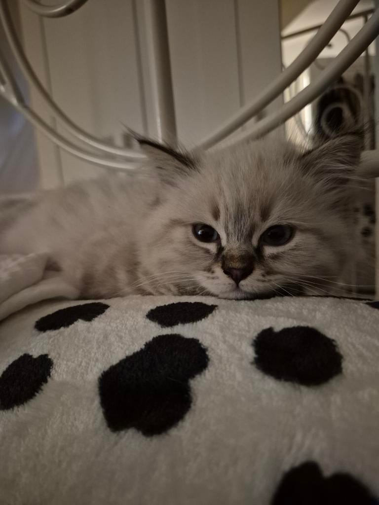 Sammy ragdoll zoek een liefdevolle huisje ️❤️, Kater