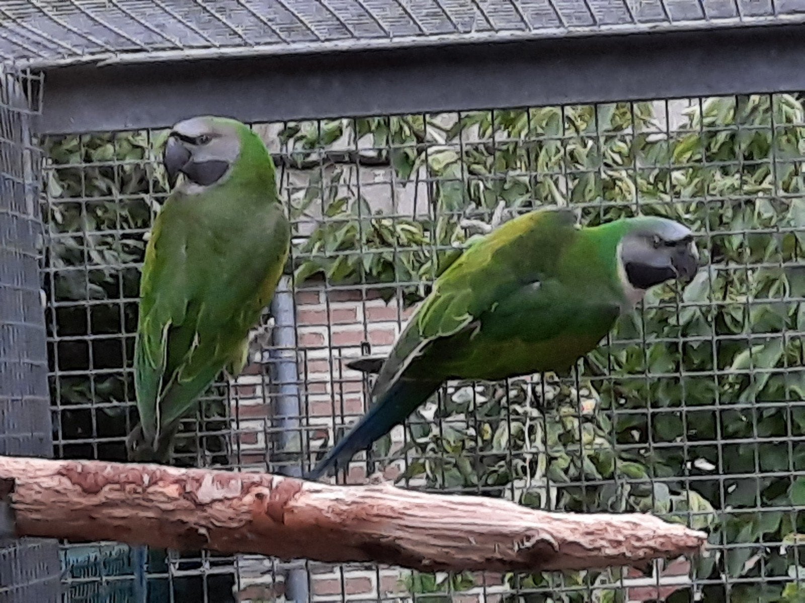 Koppel derbyans, Meerdere dieren, Parkiet, Geringd