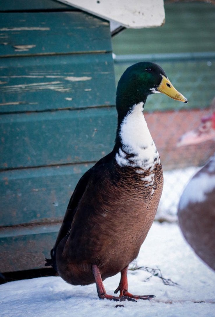 Indische loopeend man, Dieren en Toebehoren, Pluimvee, Mannelijk, Eend