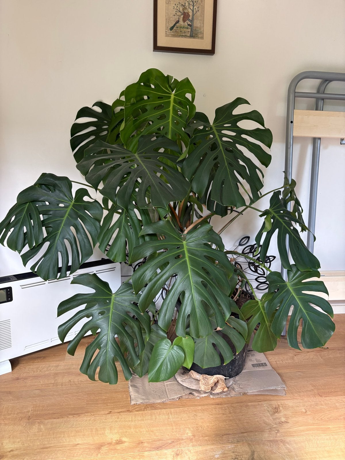 Grote Monstera - 130cm hoog, Huis en Inrichting, Ophalen, 100 tot 150 cm, Overige soorten, Halfschaduw