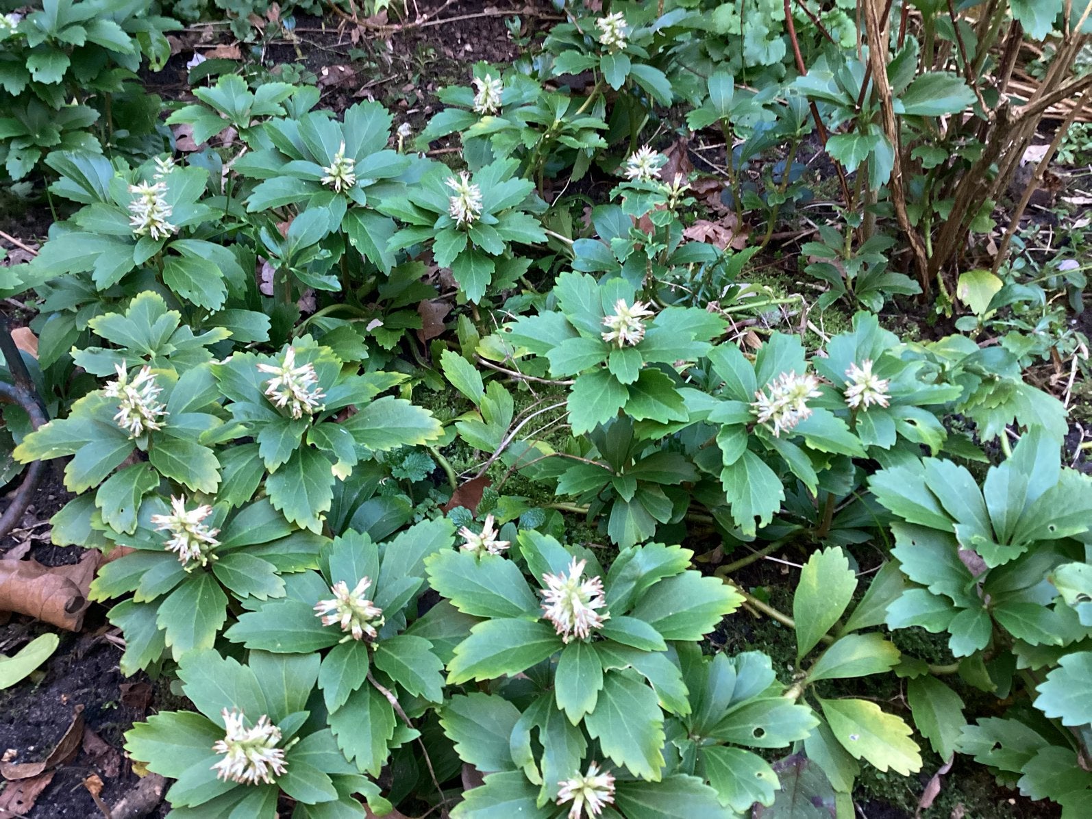 Tuinplanten, Ophalen, Overige soorten, Halfschaduw