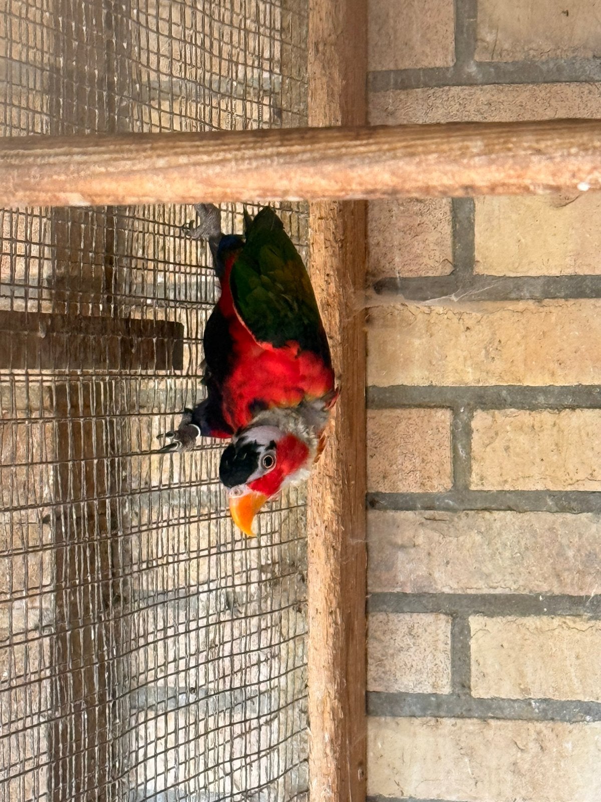 Lorries te koop | zwartkoppen/zwartkappen, Dieren en Toebehoren, Vogels | Parkieten en Papegaaien, Meerdere dieren, Parkiet