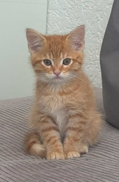Kittens tekoop, Kater