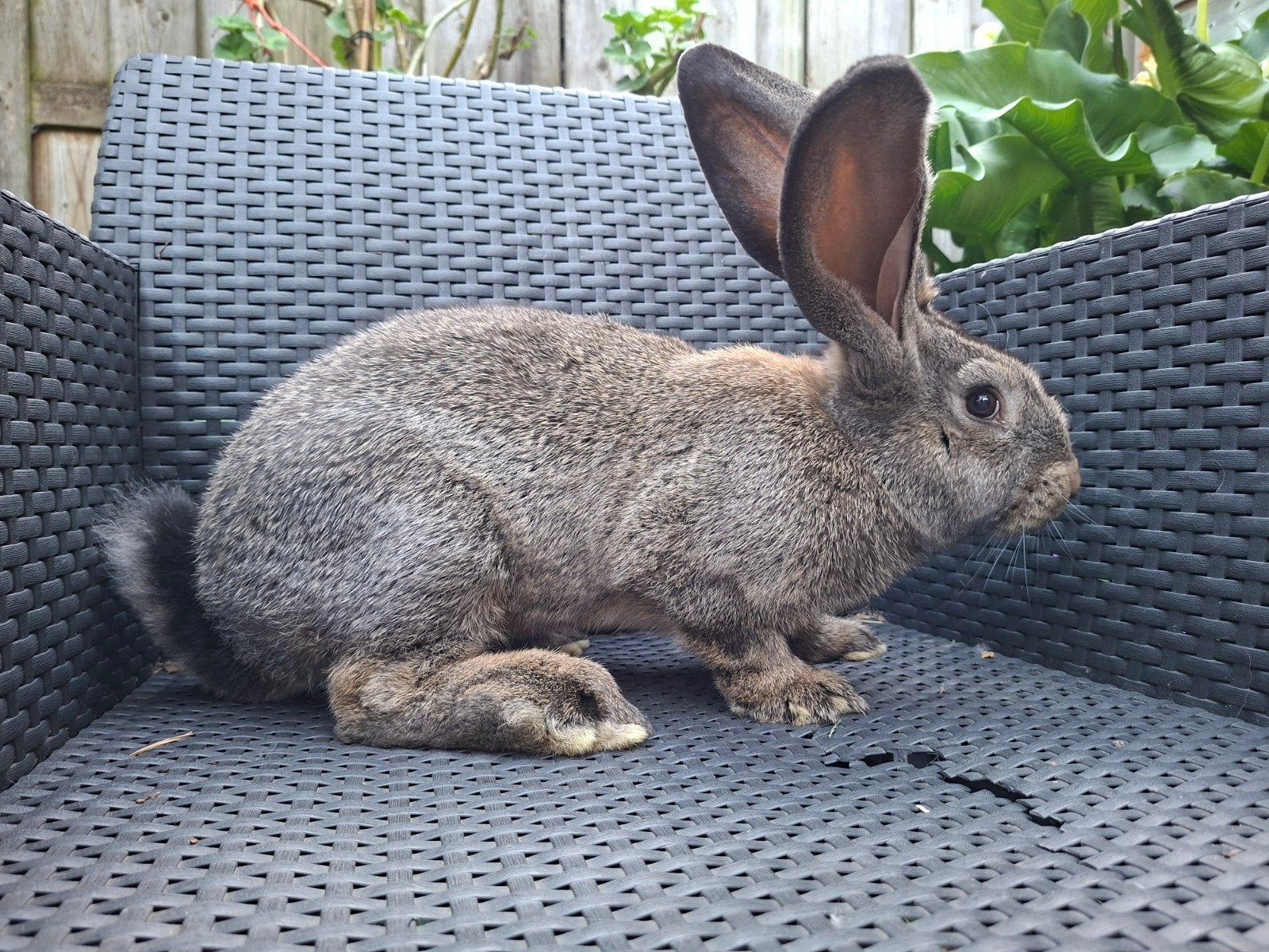 Duitse Reus te koop, Mannelijk, Groot, 0 tot 2 jaar