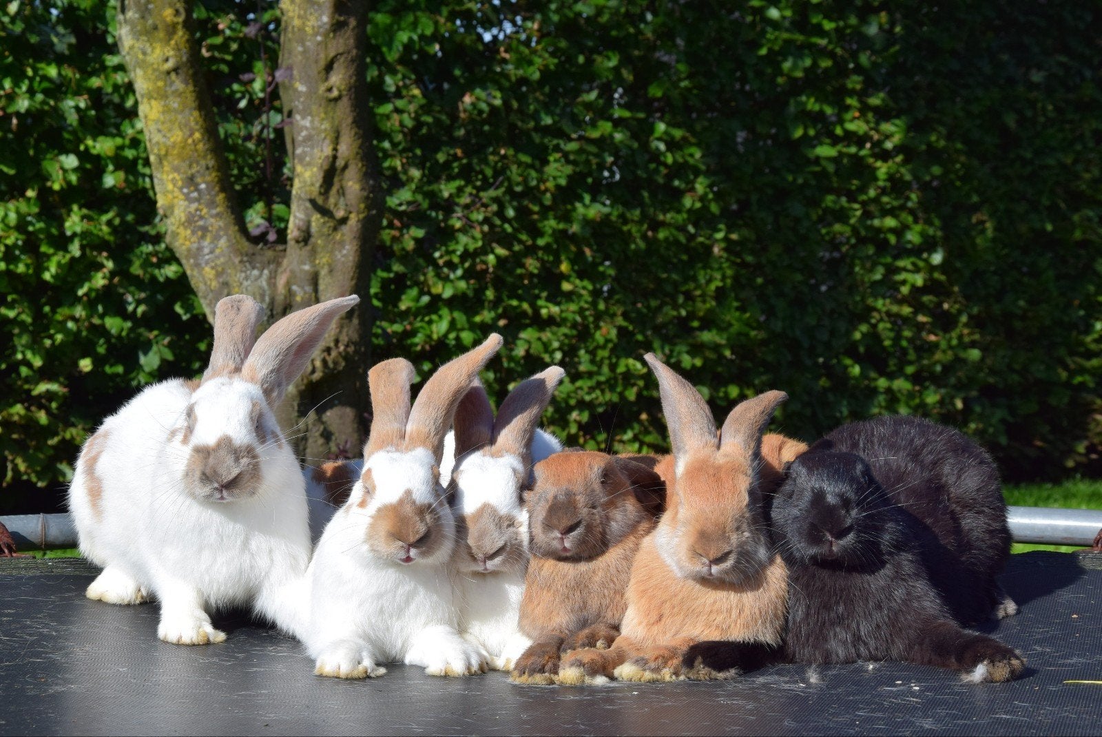 Lotharinger groot konijnen rammen, Dieren en Toebehoren, Mannelijk, Groot