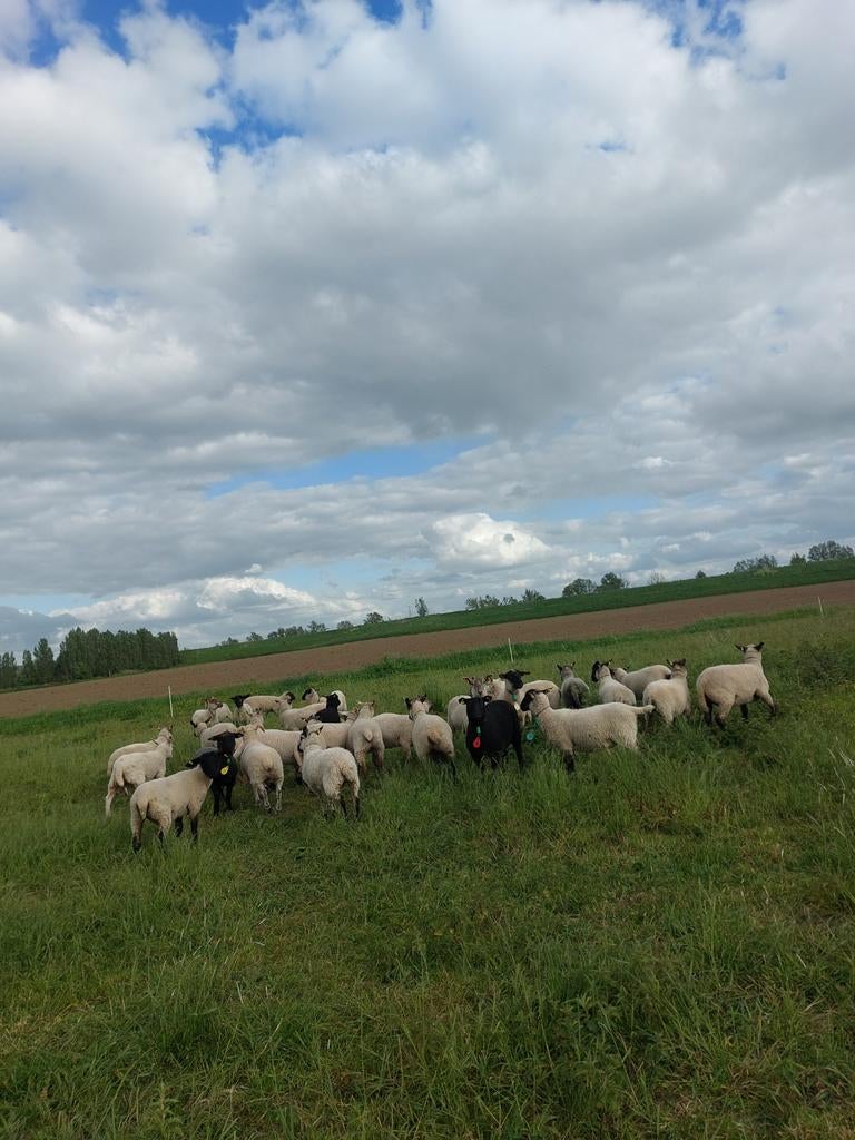 Te koop: 30 mooie gezonde jaarlingen, Vrouwelijk, Schaap, 0 tot 2 jaar