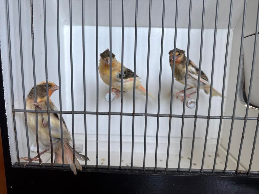 Kooel kanarie van 2026, Dieren en Toebehoren, Vogels | Kanaries, Mannelijk, Zangkanarie