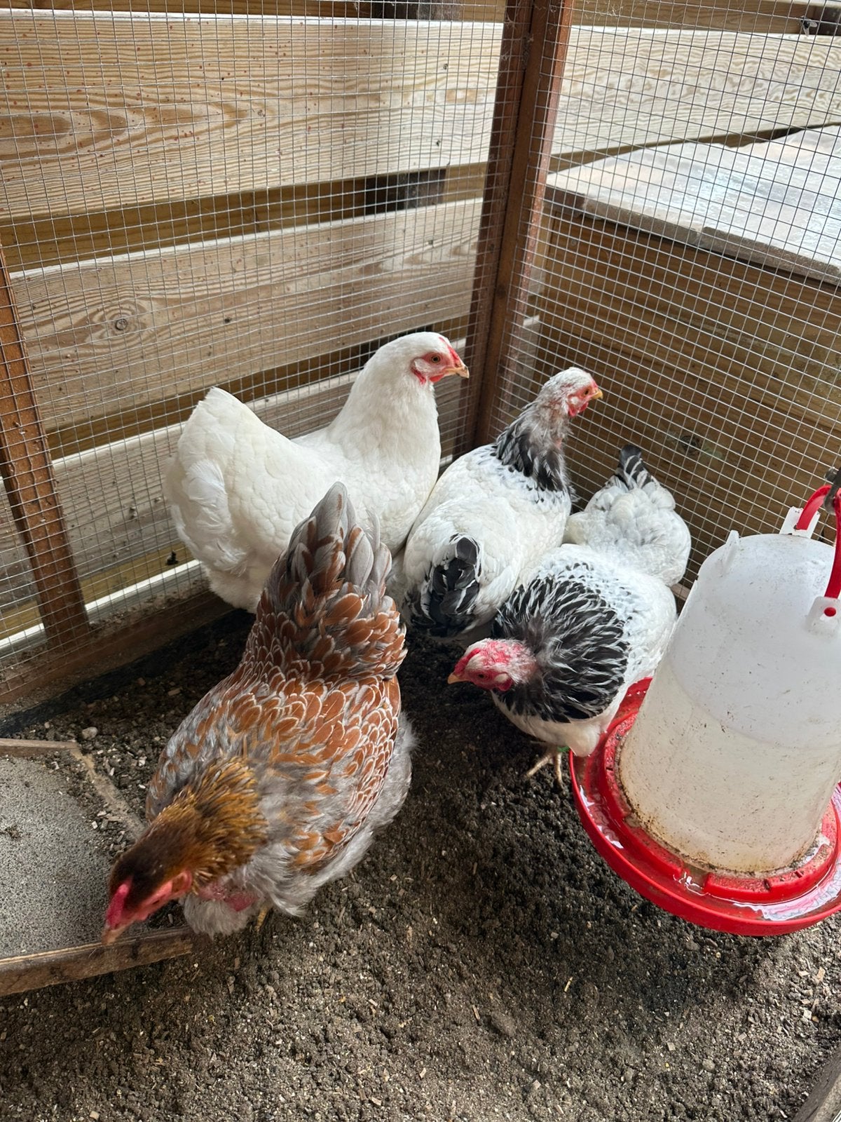 4 wyandotte kriel hennen, Vrouwelijk, Kip
