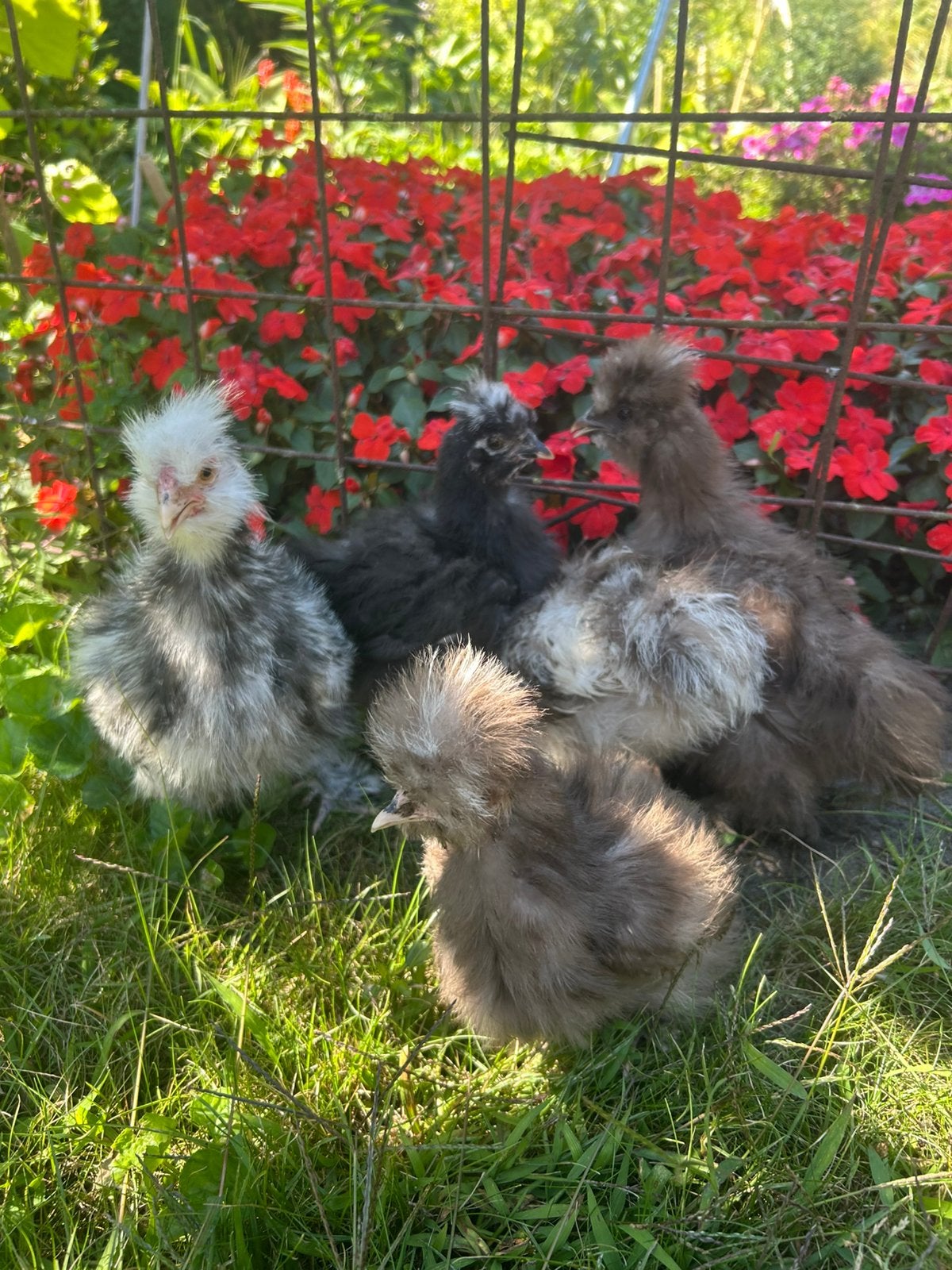 Usa zijdehoen mottled kuikens, Dieren en Toebehoren, Pluimvee, Geslacht onbekend, Kip
