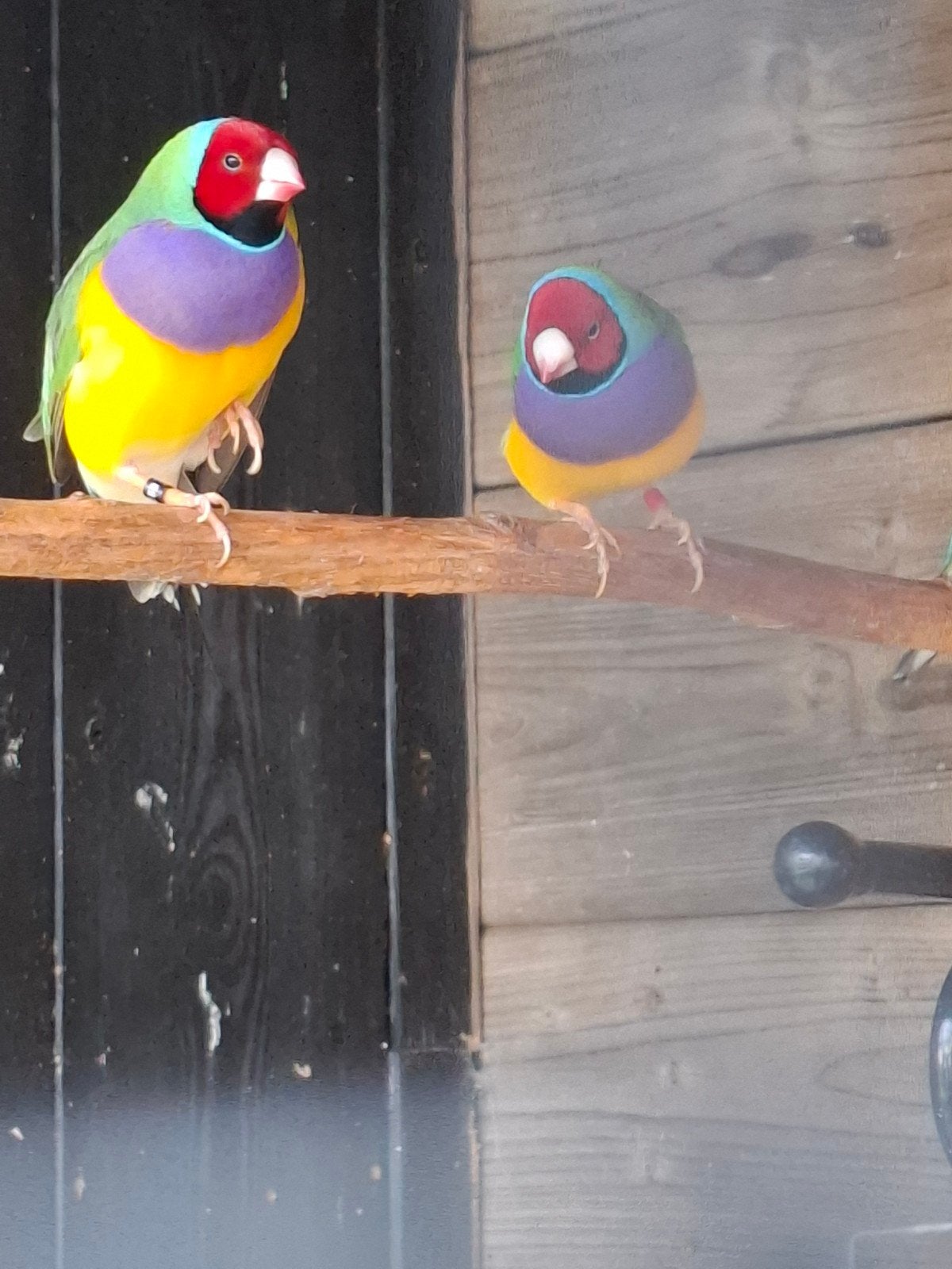 2X koppel gouldamadines, Dieren en Toebehoren, Meerdere dieren