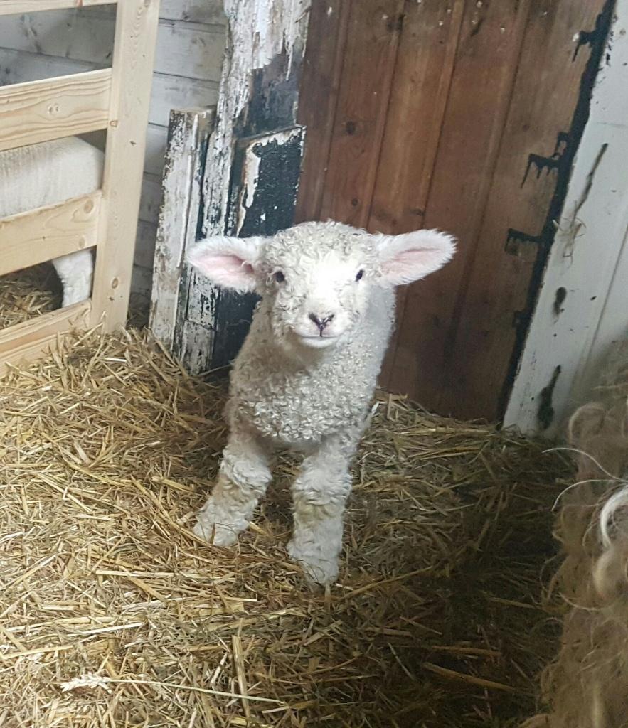Devon&Cornwall stamboek ramlam te reserveren, Dieren en Toebehoren, Schapen, Geiten en Varkens, Mannelijk, Schaap, 0 tot 2 jaar
