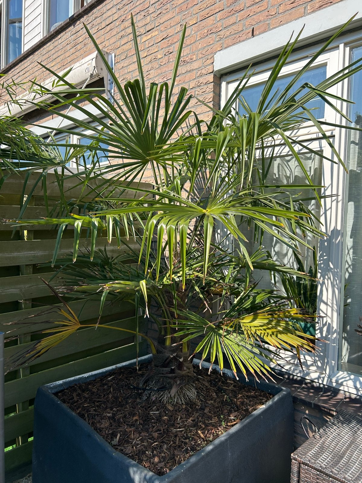 Chinese Waaierpalm (Trachycarpus Fortunei) 150 cm, Tuin en Terras, Volle zon, Vaste plant, Bloeit niet, Ophalen