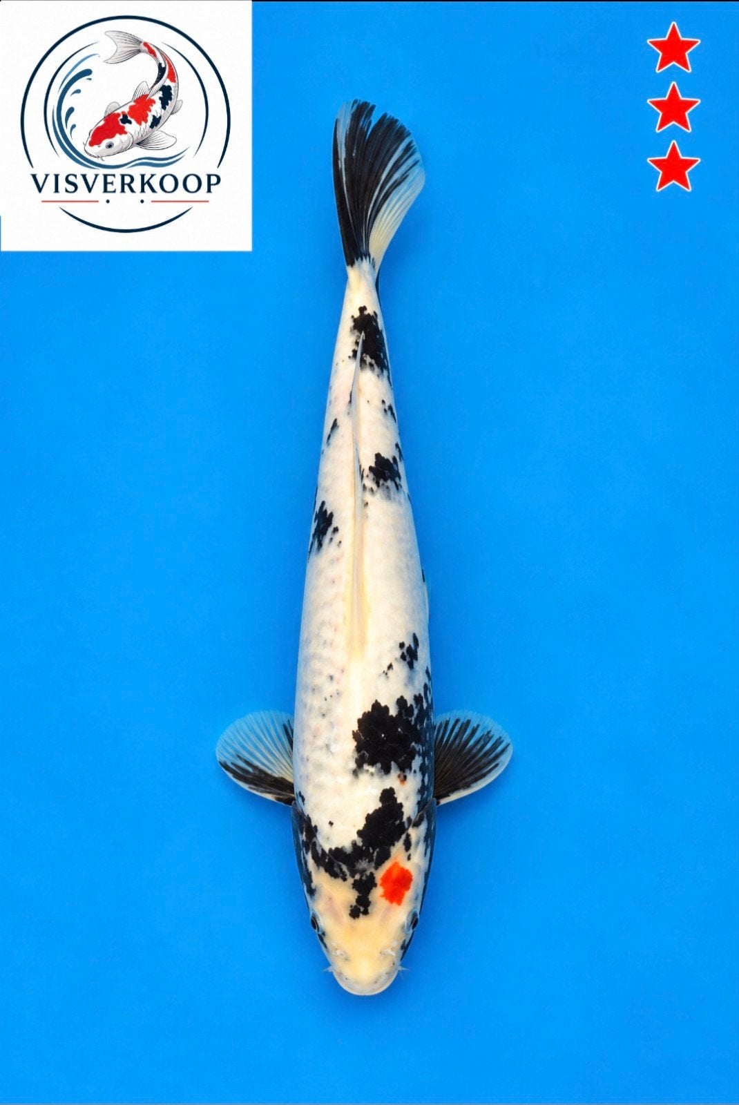 Koi Sanke., Karper of Koi