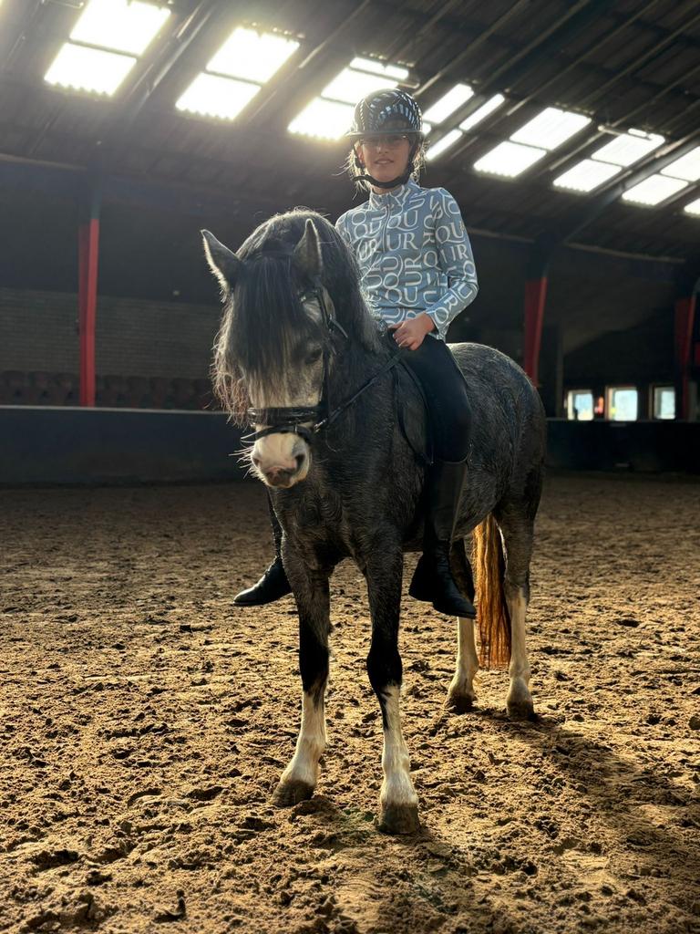 Verzorgpony/bijrij pony gezocht, Ophalen