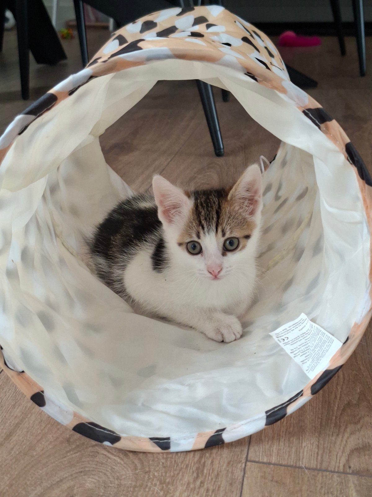 Klein kitten poesje zoekt liefdevol huisje, Poes, Kortharig, 0 tot 2 jaar