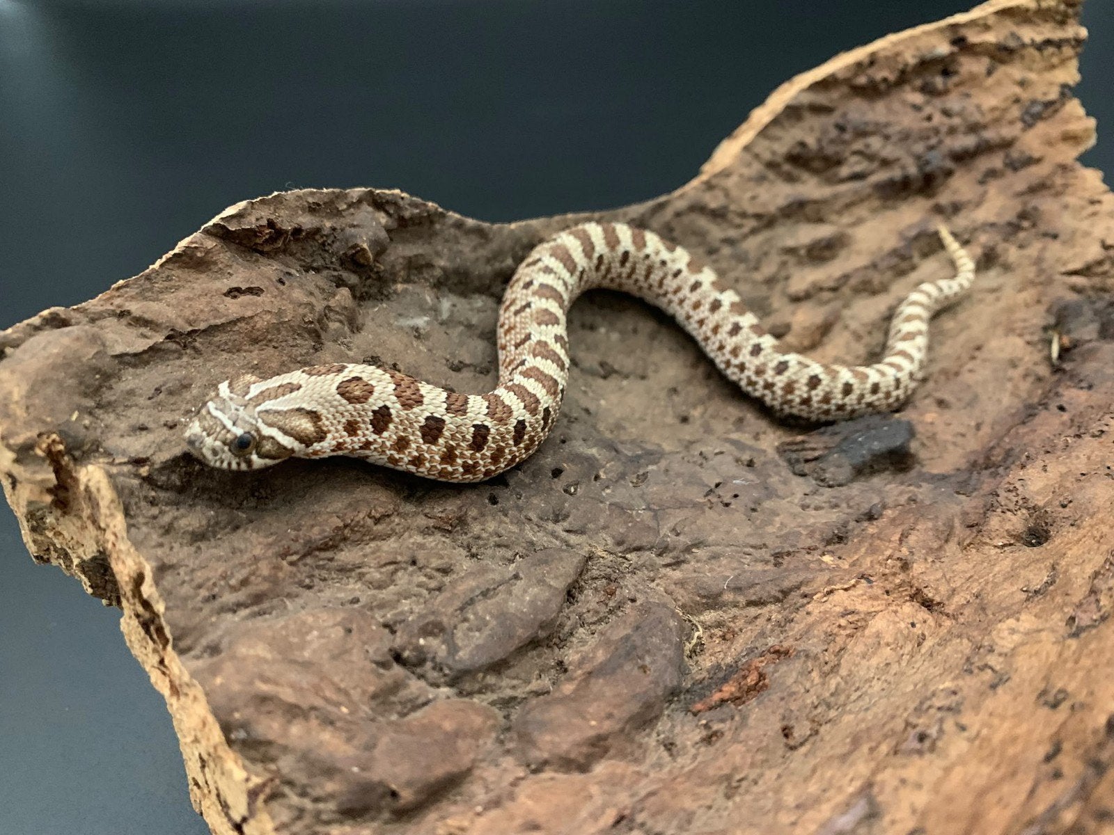 1.0 wildkleur 66% het albino heterodon nasicus Hognose Snake photo 2