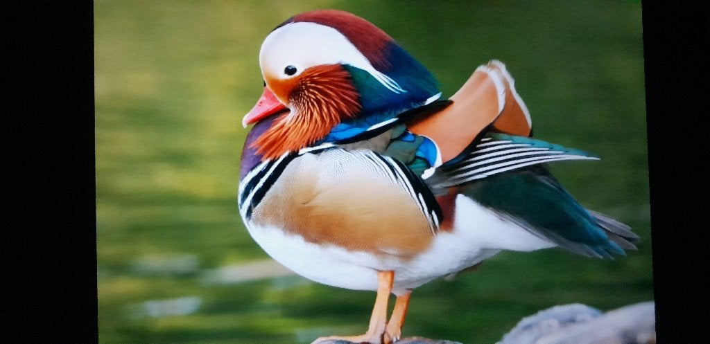 mandarijneend/ siereenden, Meerdere dieren, Kip