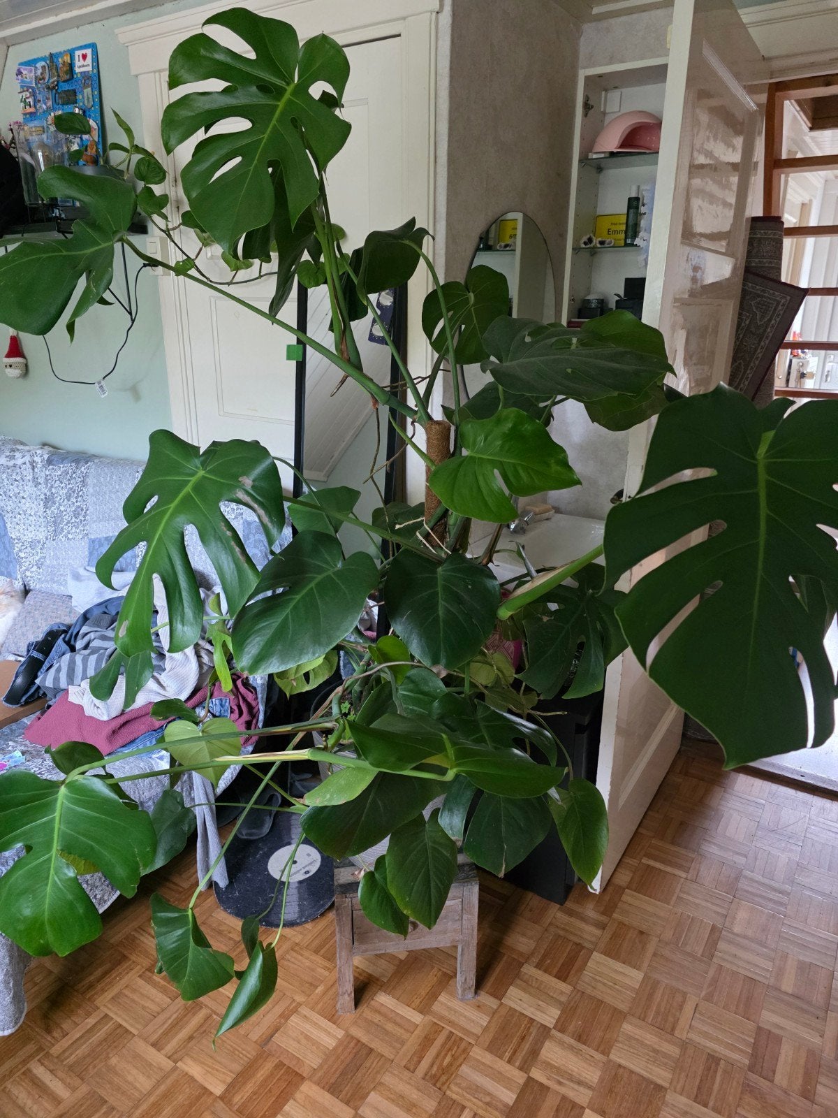 Grote Monstera zoekt nieuw huisje, Huis en Inrichting, Ophalen, Overige soorten, Halfschaduw, In pot