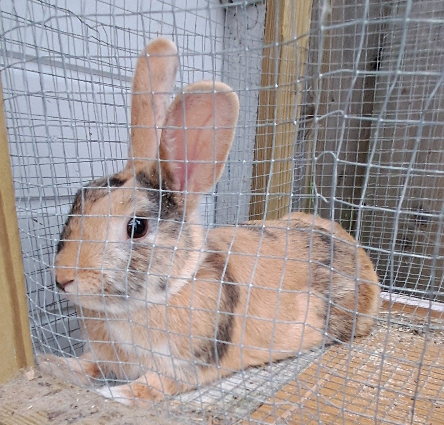 konijnen te koop, Meerdere dieren, Middelgroot, 0 tot 2 jaar