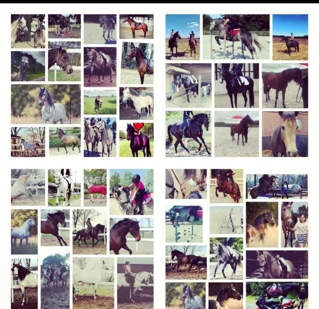 Foto 3 van STAL LUXOR/Aankoop begeleiding bij uw paard