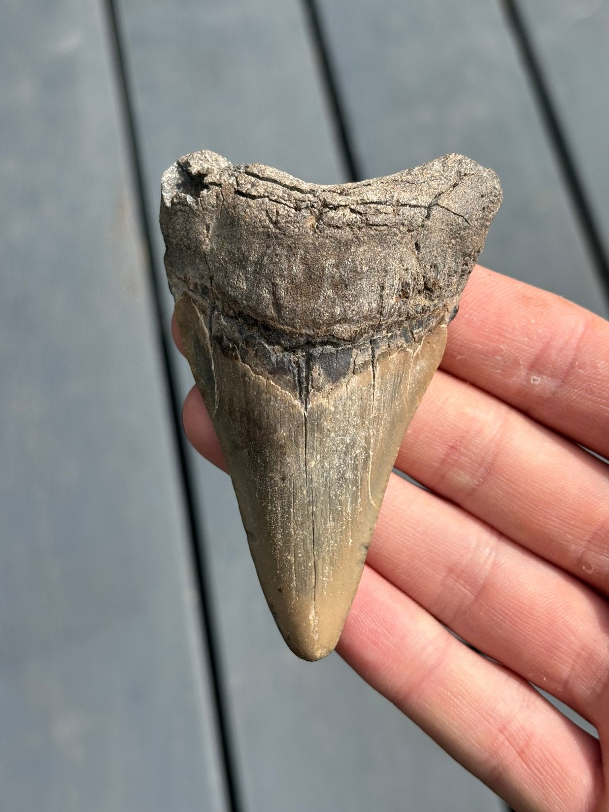 Fossiele haaientand megalodon USA, Ophalen of Verzenden, Fossiel