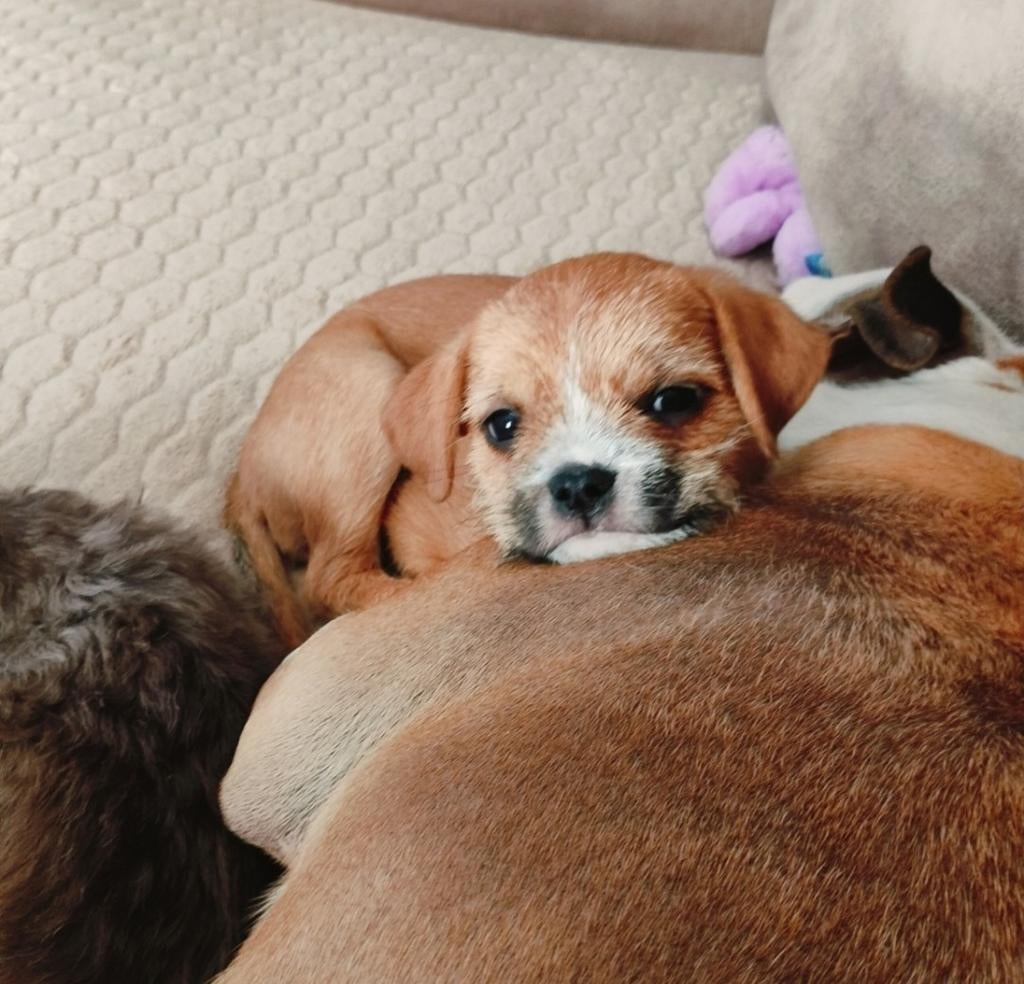 Leuke kruising pup, 8 tot 15 weken, Eén hond, Nederland, Particulier