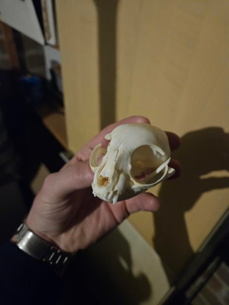 Schedel kat, Ophalen of Verzenden, Zo goed als nieuw, Schedel