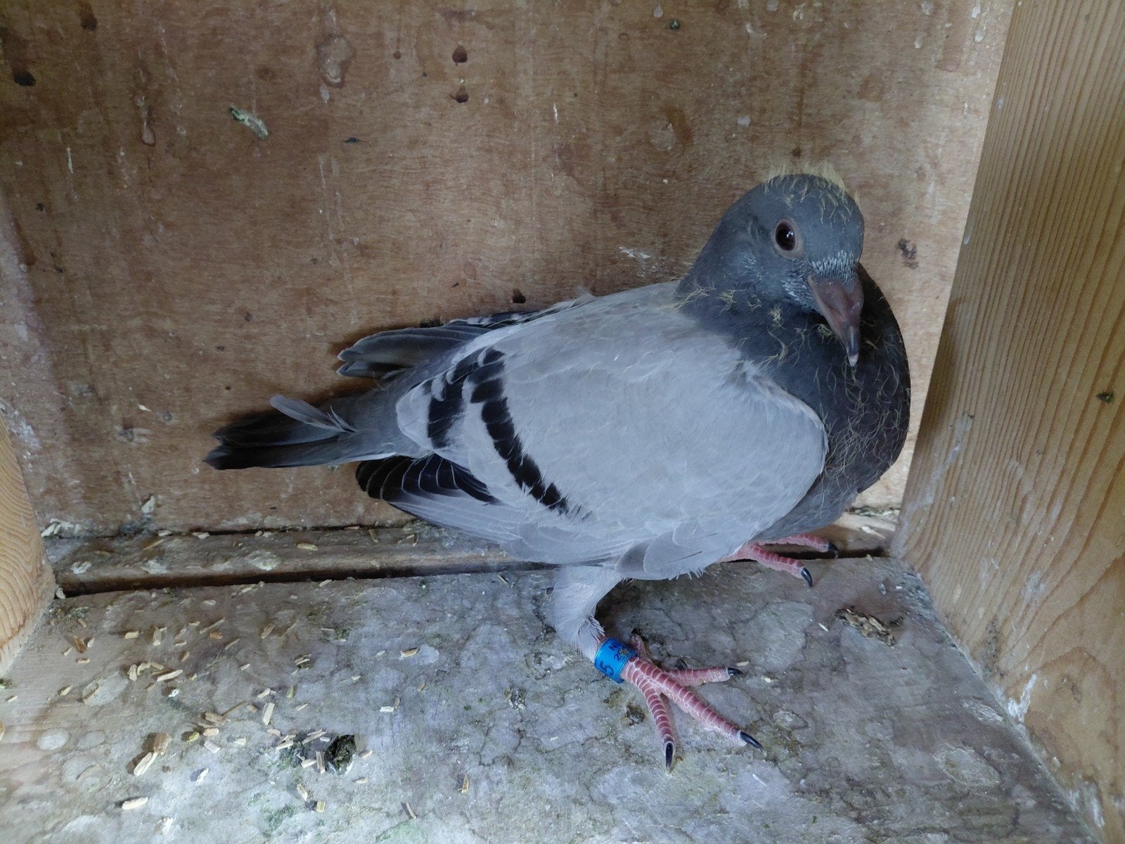 Jonge postduiven, Dieren en Toebehoren, Geslacht onbekend, Postduif