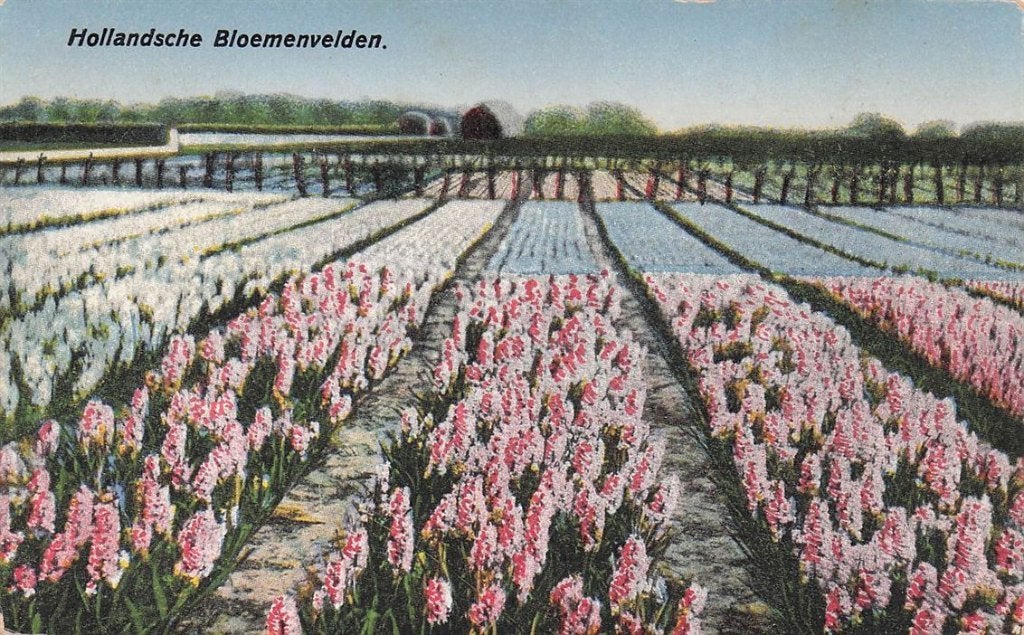703-407-003 Hollandsche Bloemenvelden, Ophalen of Verzenden, Voor 1920, Noord-Holland