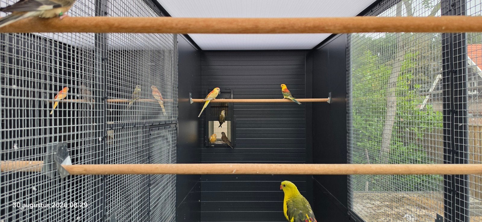 Roodruggen, Dieren en Toebehoren, Vogels | Parkieten en Papegaaien, Meerdere dieren, Parkiet