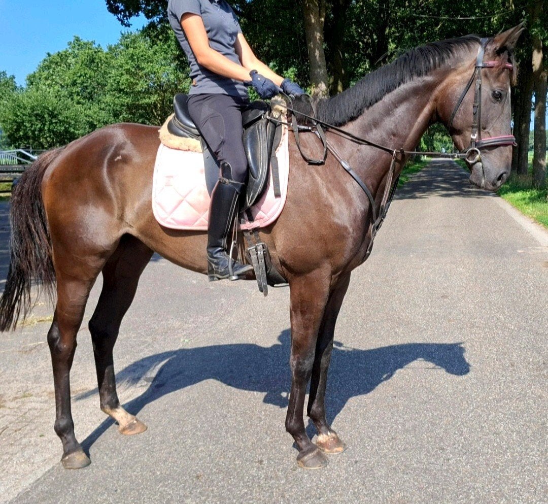 Superbrave 5 jr allrounder 1,67m(recreatie-manege-sport), Dieren en Toebehoren, Ruin, 3 tot 6 jaar, Met stamboom, B