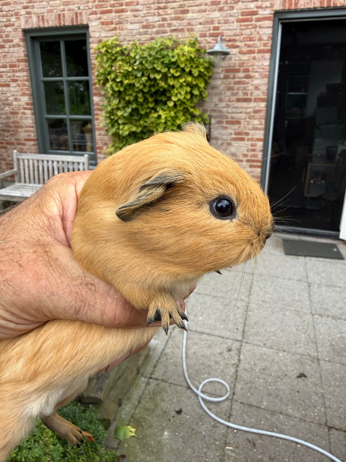 Jonge california cavia’s, Juni, Meerdere dieren, Cavia