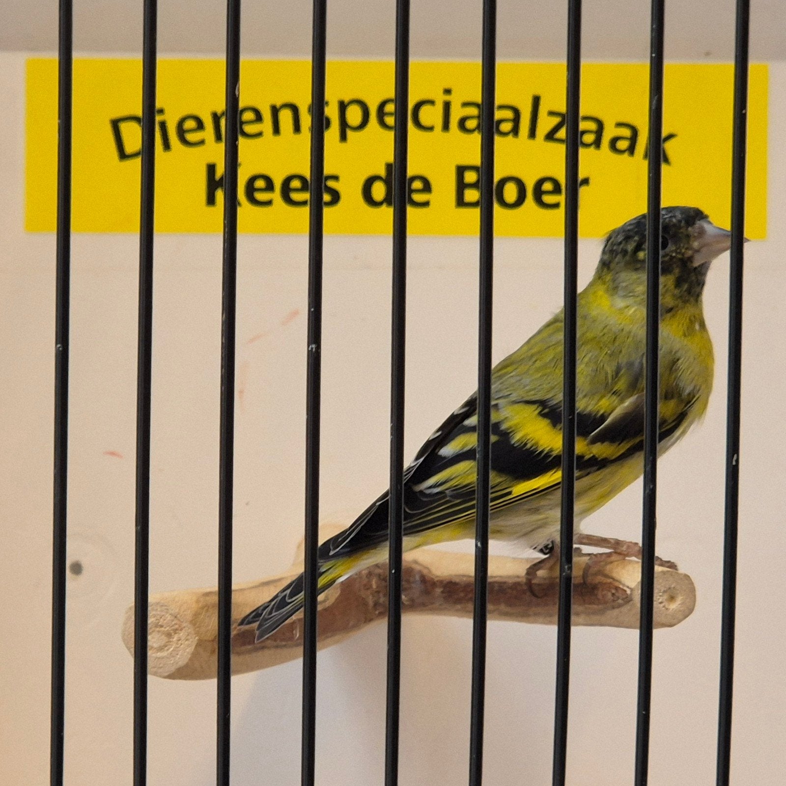 Bastaard zwartkopsijs, Dieren en Toebehoren, Vogels | Overige Vogels, Mannelijk, Geringd