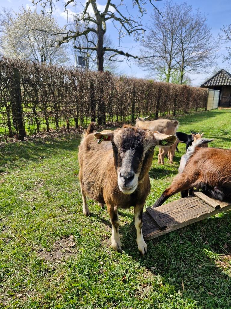 Dwerggeit hoornloos moeder met jong bokje, Meerdere dieren, Geit