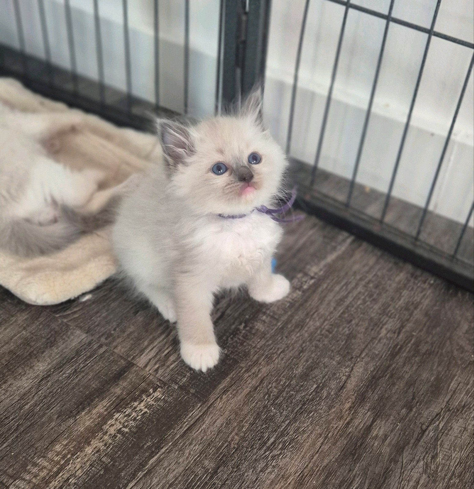 Ragdoll kittens met stamboom | Blue Mitted &  Blue Bicolor, Meerdere dieren, Met stamboom, 0 tot 2 jaar