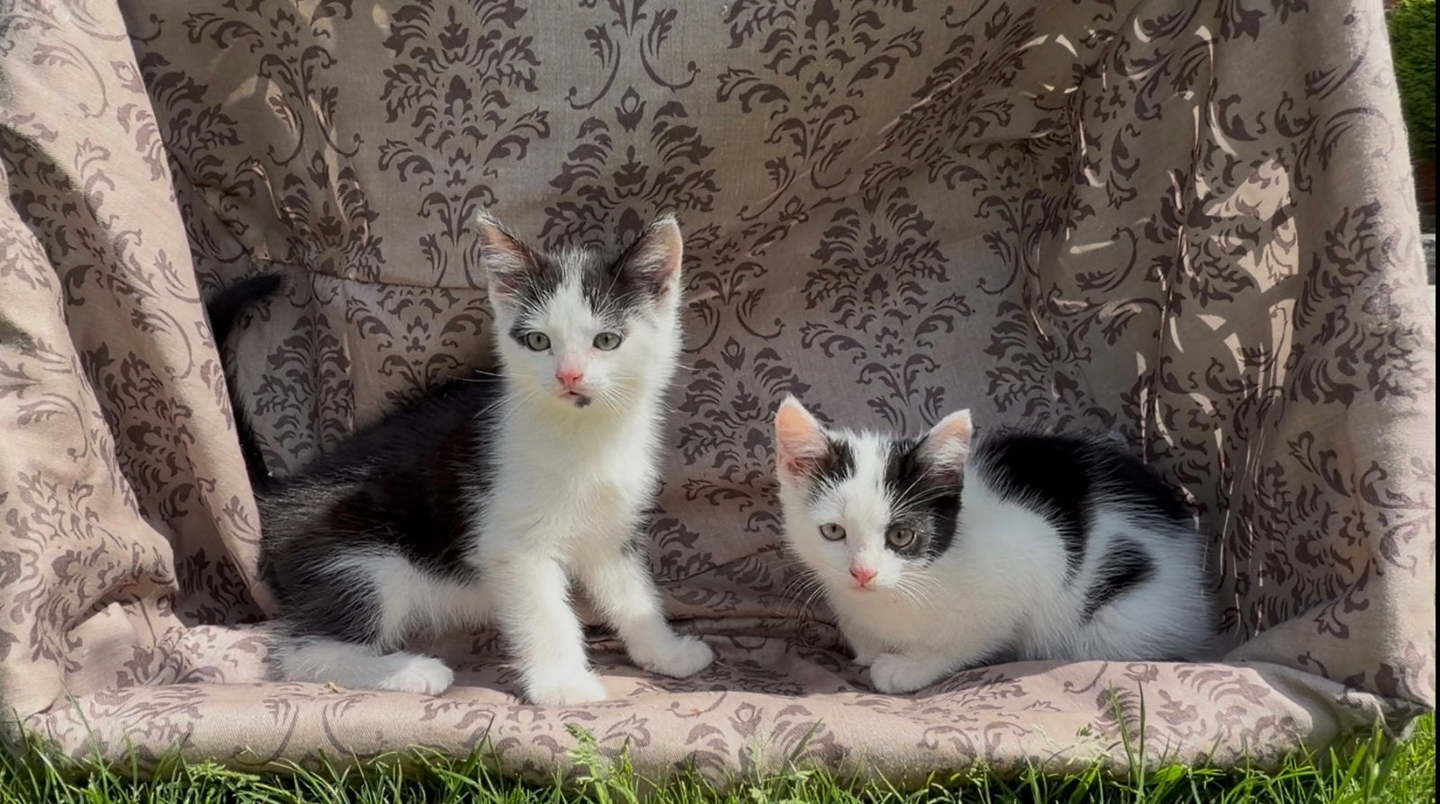 Lief thuis gezocht!, Dieren en Toebehoren, Katten en Kittens | Overige Katten, Meerdere dieren, Kortharig, 0 tot 2 jaar