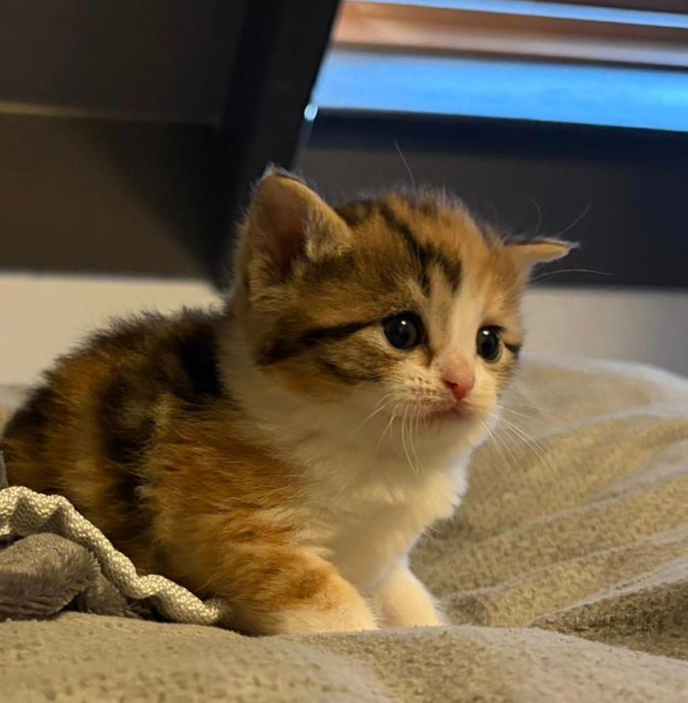 3 kleurige lieve kittens, Meerdere dieren, Ontwormd, 0 tot 2 jaar