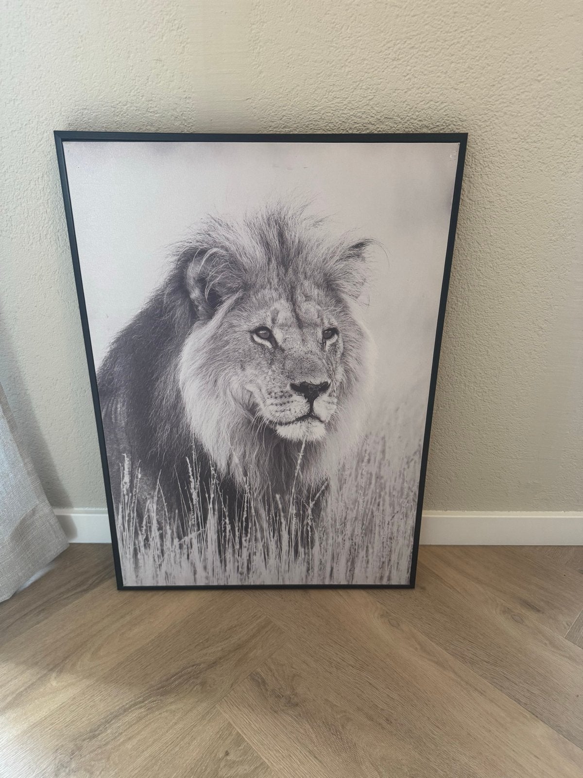 Prachtige zwart-wit leeuwenprint, Ophalen, 75 – 100, 50 tot 75 cm, Print