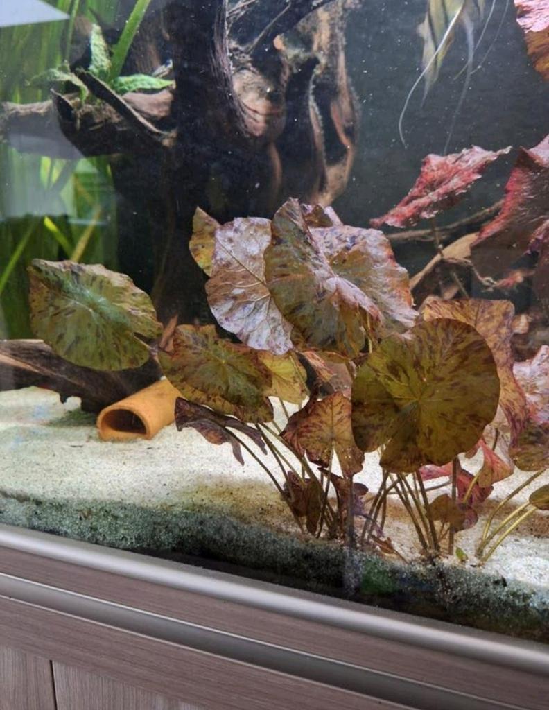 Stekje rode lotus, Ophalen, Nieuw, Plant(en), Steen of Hout
