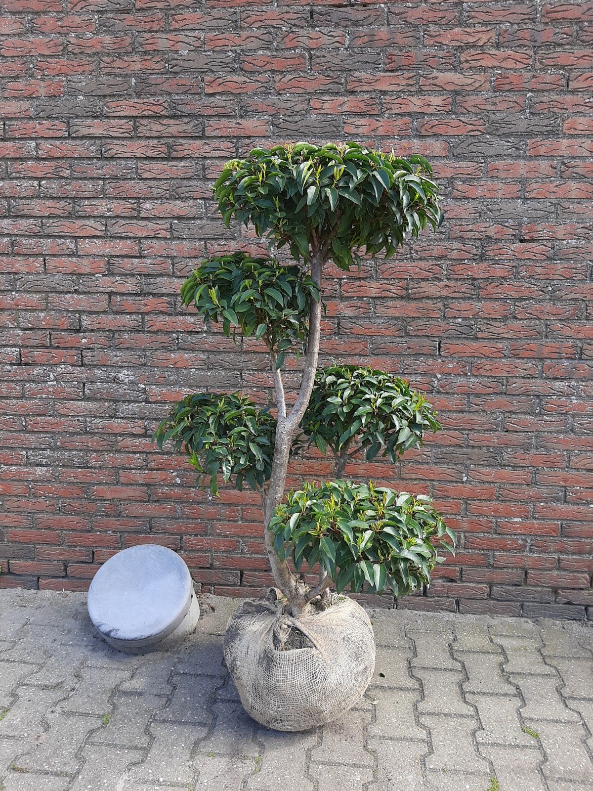 Portugese Laurier Tuinbonsai Pompon vanaf €90, Tuin en Terras, Ophalen