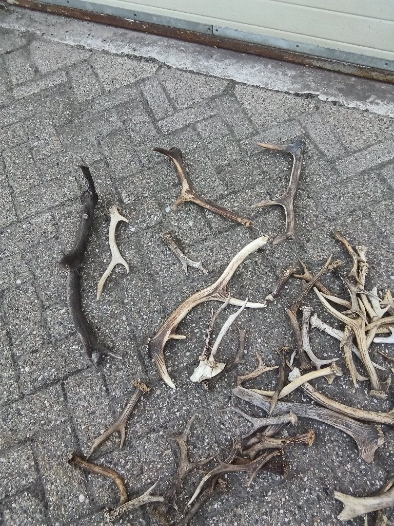 Grote verzameling afgeworpen geweien van herten, Verzamelen, Ophalen, Gebruikt, Hert, Gewei of Kop