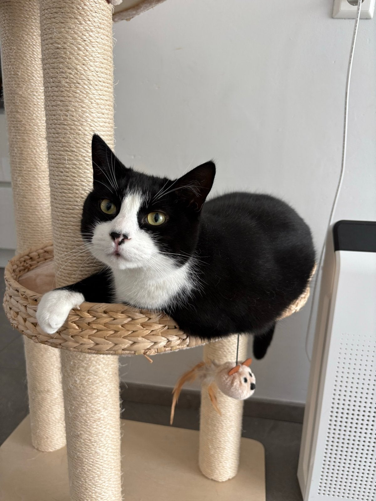 Katten kindvriendelijk, Dieren en Toebehoren, Kater, 3 tot 5 jaar
