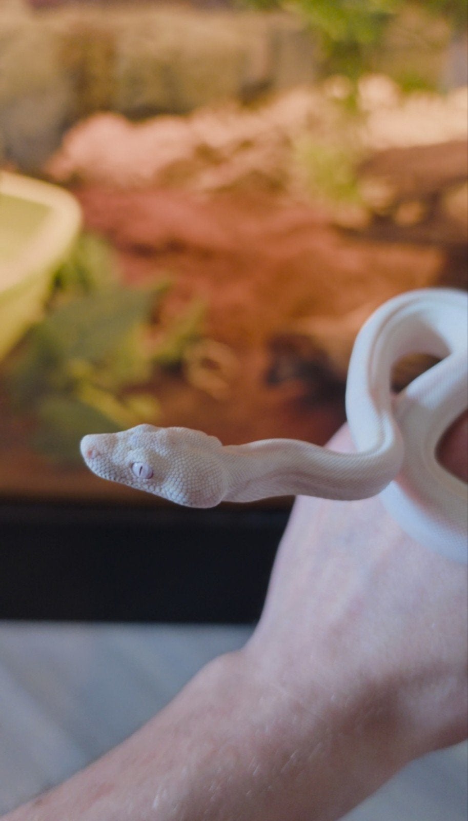 Boa Constrictor boa Morphs Vpi Super Hypo Crysal Fire Aztec Boa Constrictor photo 8