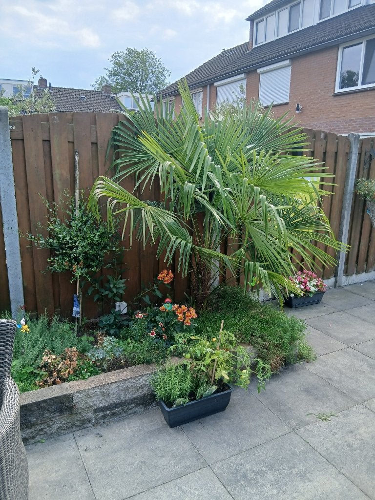 zeer mooie palmboom, 100 tot 250 cm, Zomer, Palmboom, Ophalen